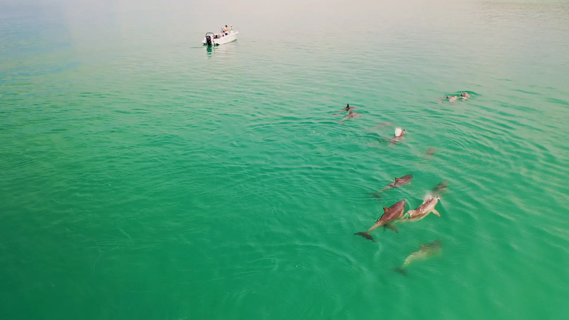 dolphins Axopar, Eyachts Australia and New Zealand