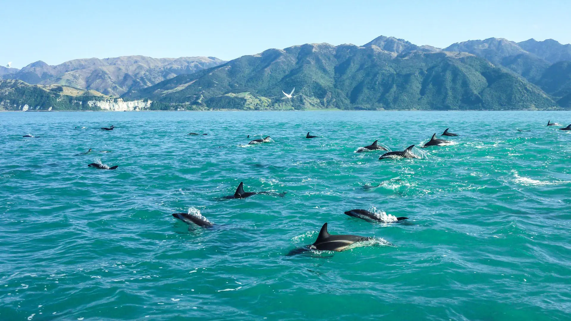 Eyachts New Zealand Team