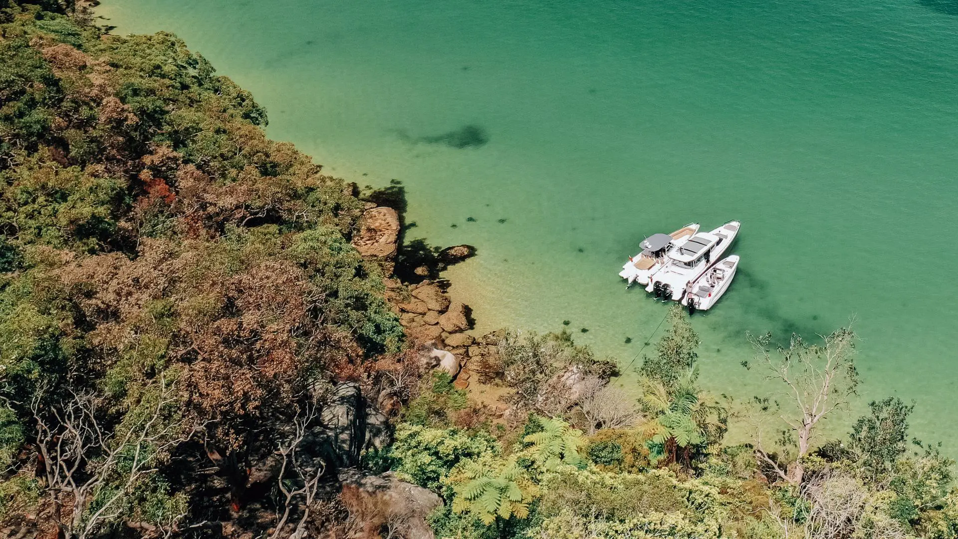 Eyachts plant trees everytime a boat is sold