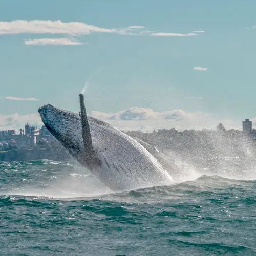 Axopar, Eyachts Australia and New Zealand