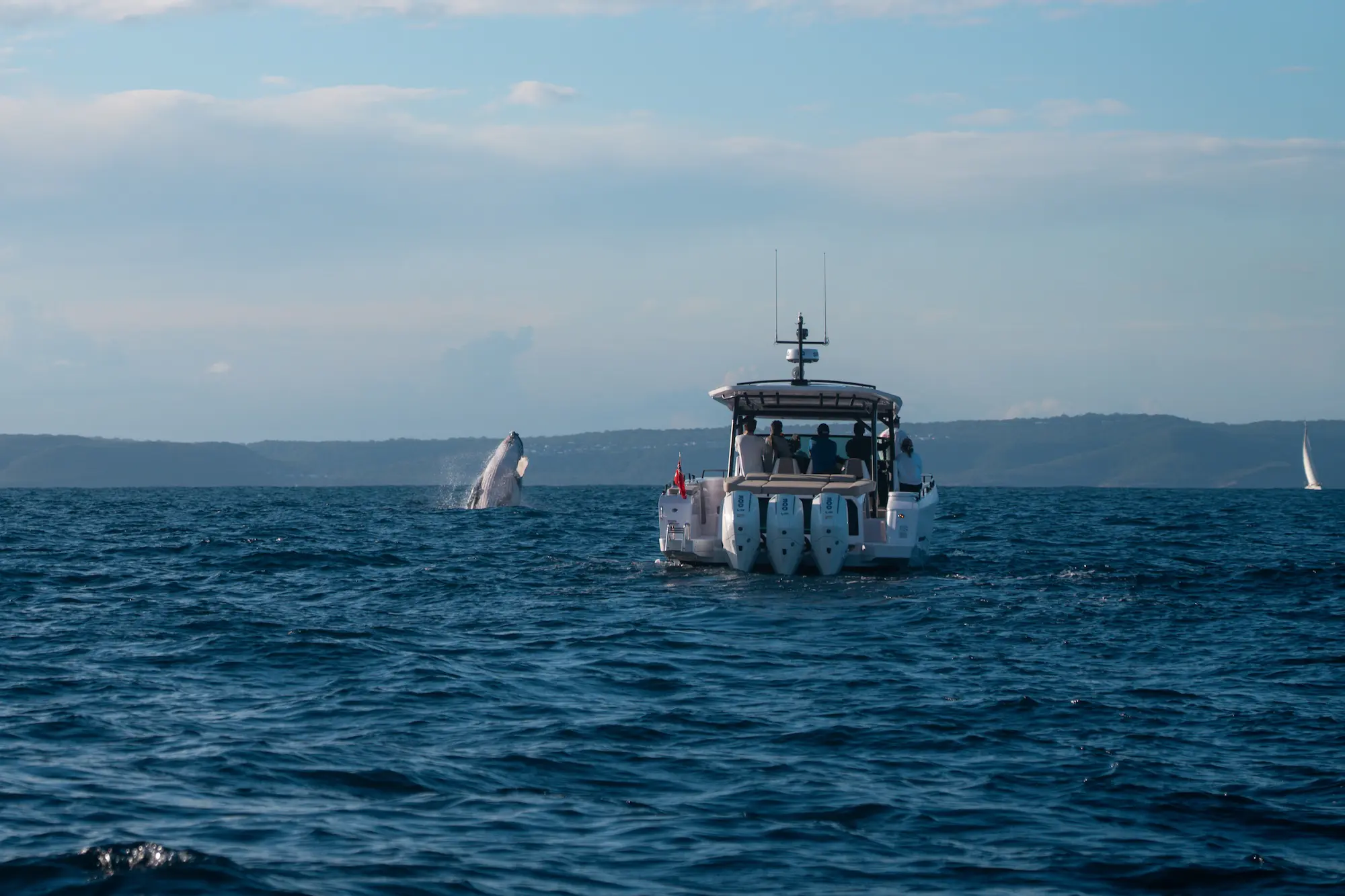 Offshore Performance Boats Axopar 45 Sun Top Whale