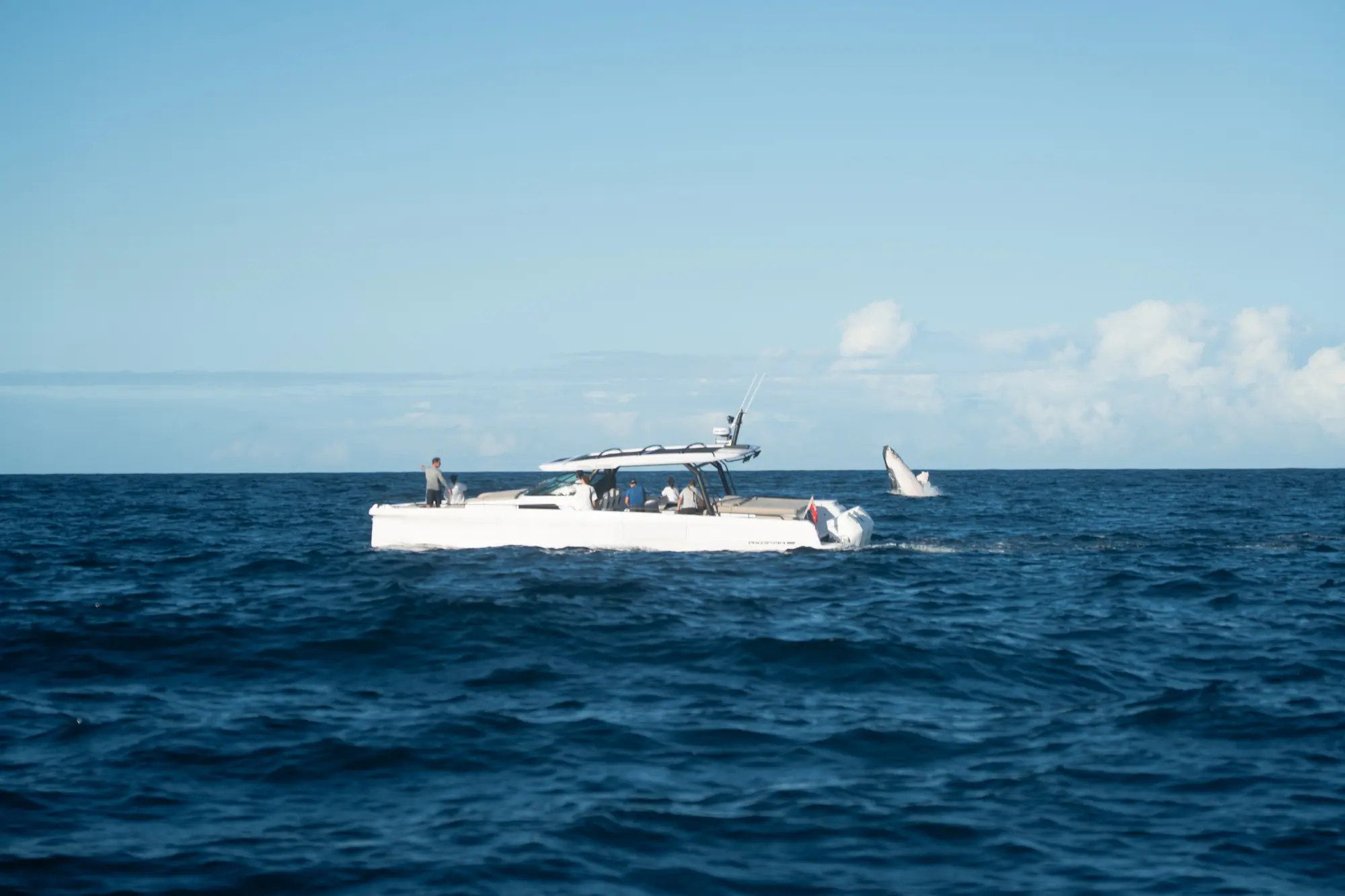 Whale Watching Season Sydney: Breaching Whales, Offshore Thrills and the Best Boat for the Job