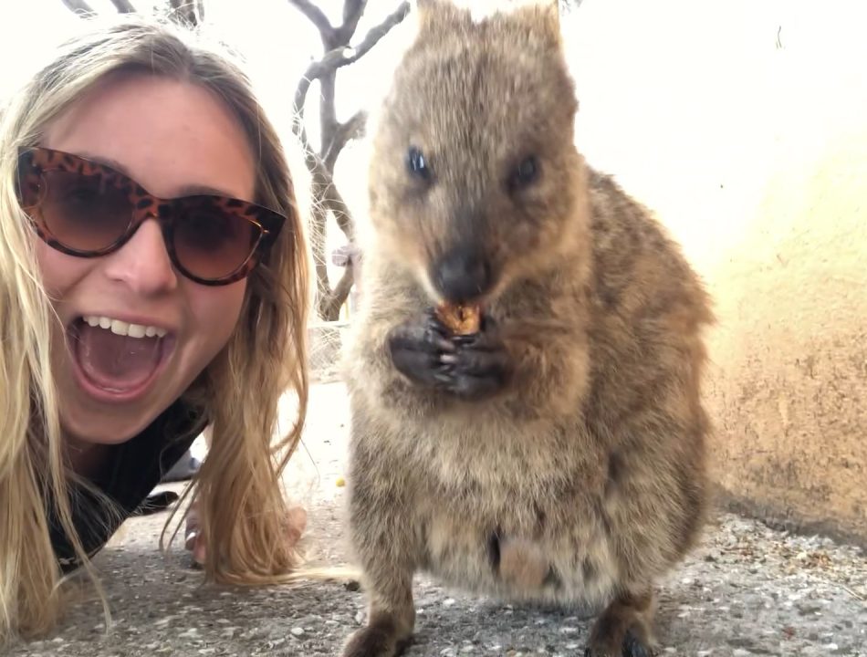 quokka-950x720
